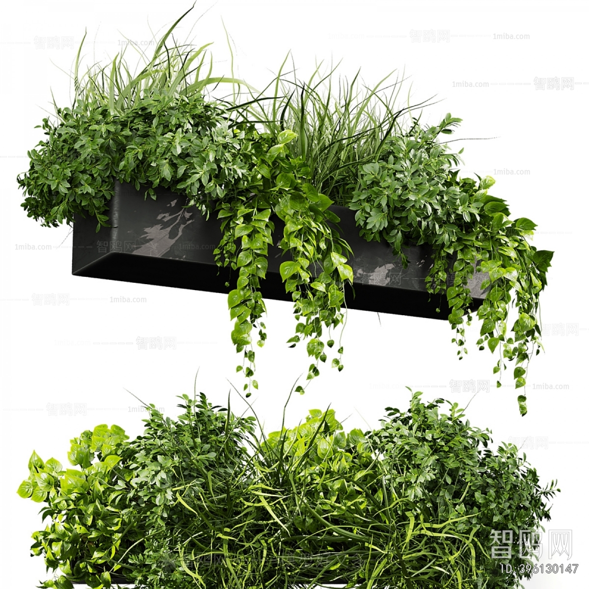 Modern Chlorophytum Comosum