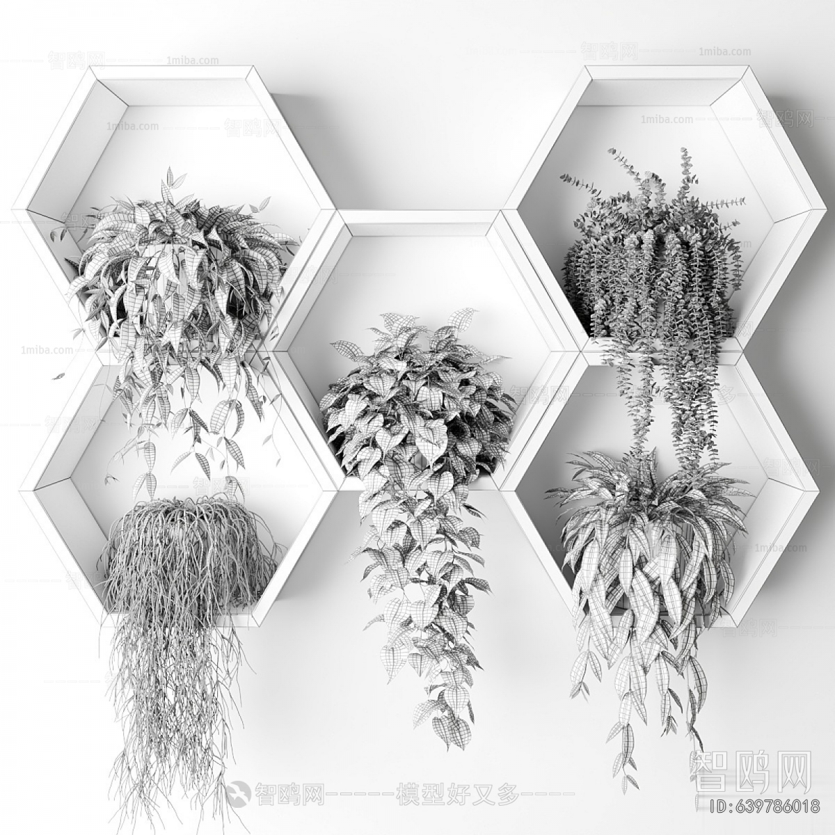 Modern Chlorophytum Comosum