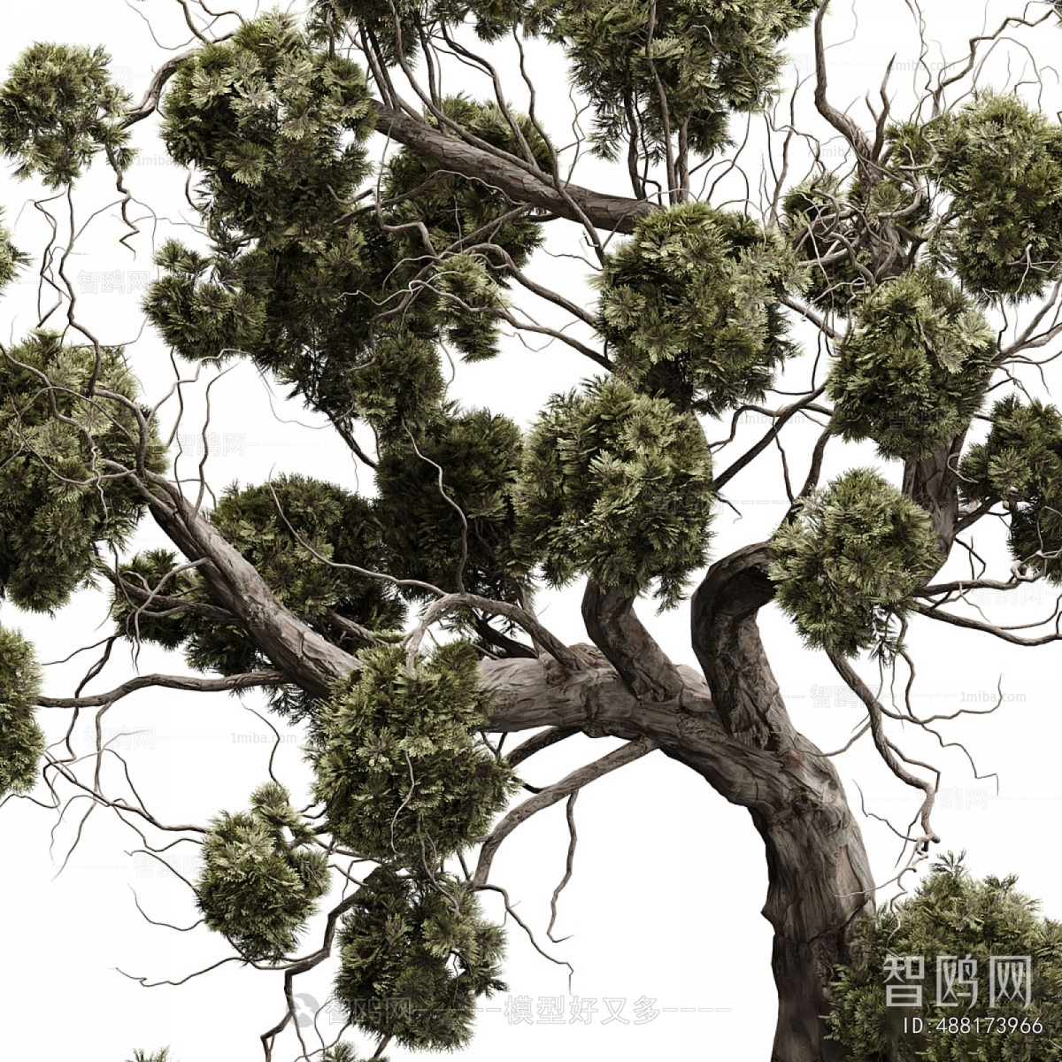 Wabi-sabi Style Potted Green Plant