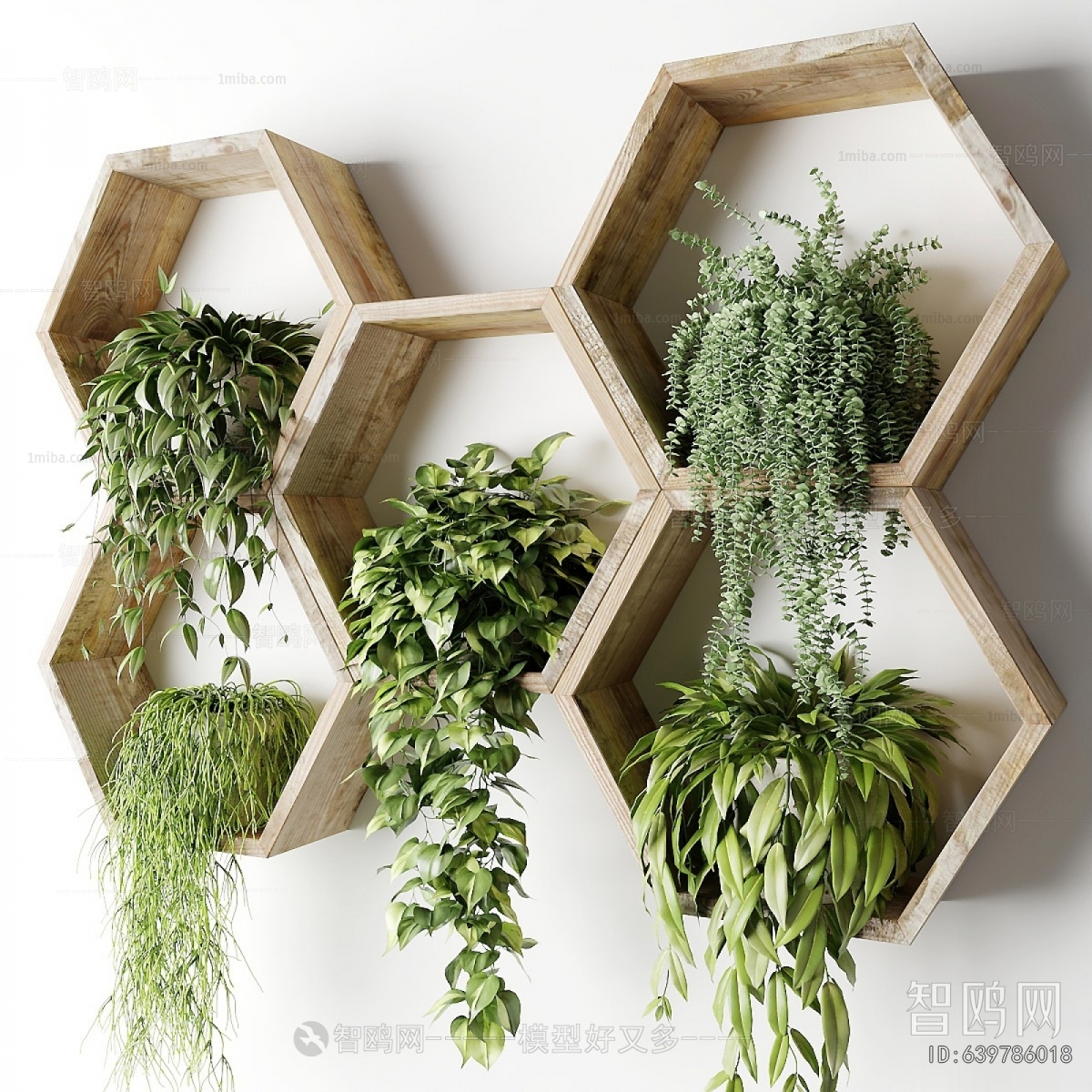 Modern Chlorophytum Comosum