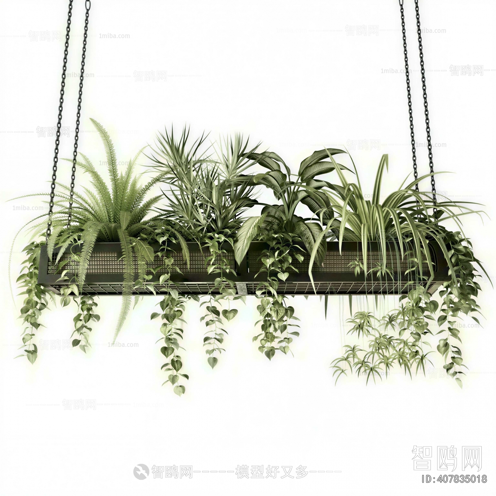 Modern Chlorophytum Comosum