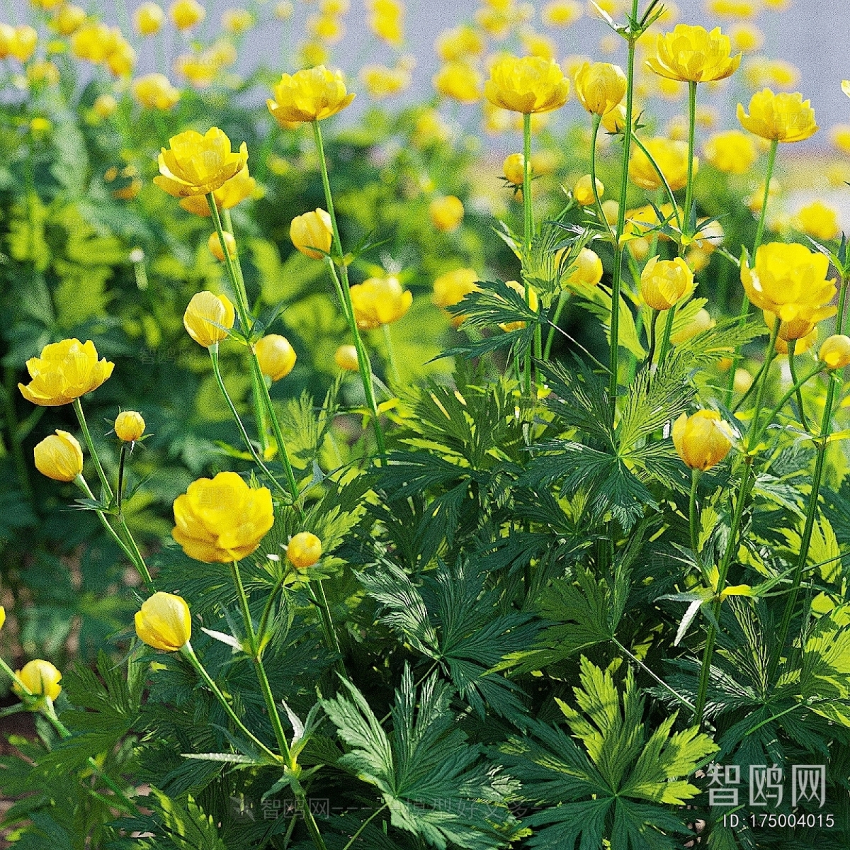 Modern Flowers And Grass