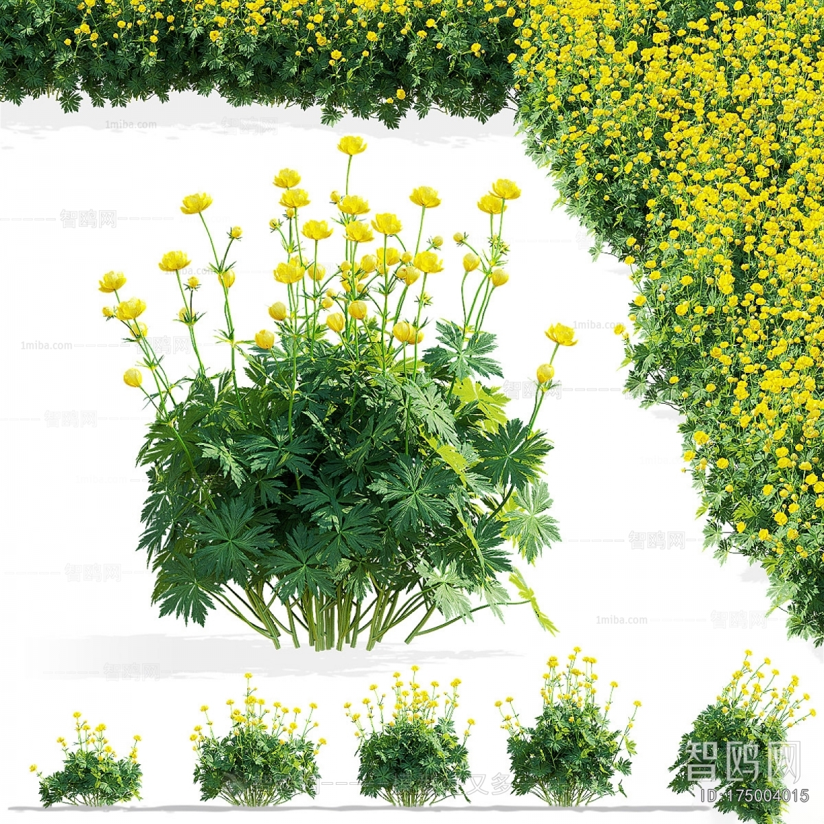 Modern Flowers And Grass