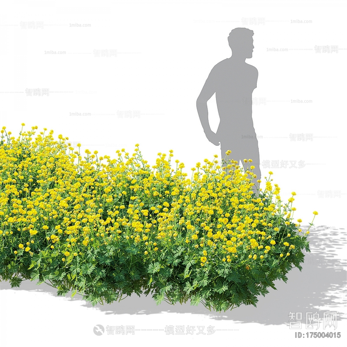 Modern Flowers And Grass