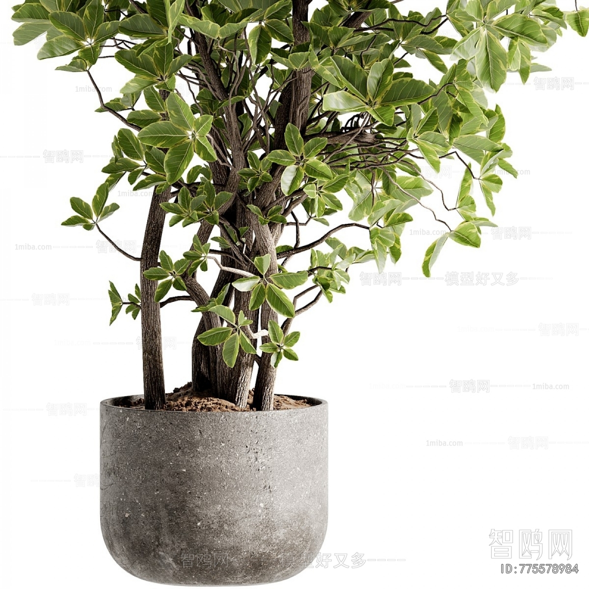 Modern Ground Green Plant Potted Plants