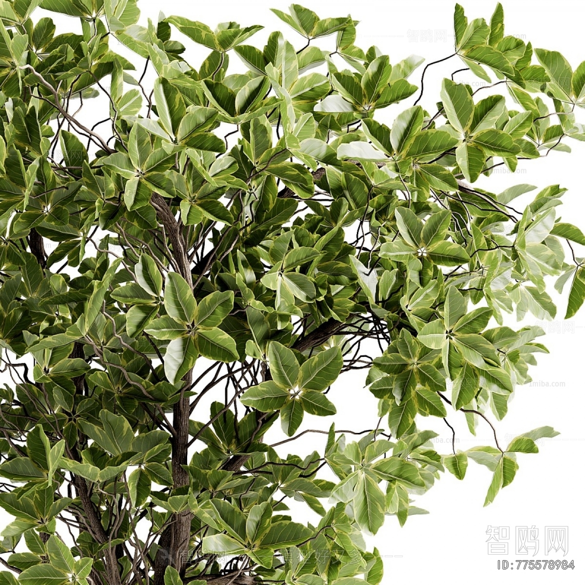 Modern Ground Green Plant Potted Plants