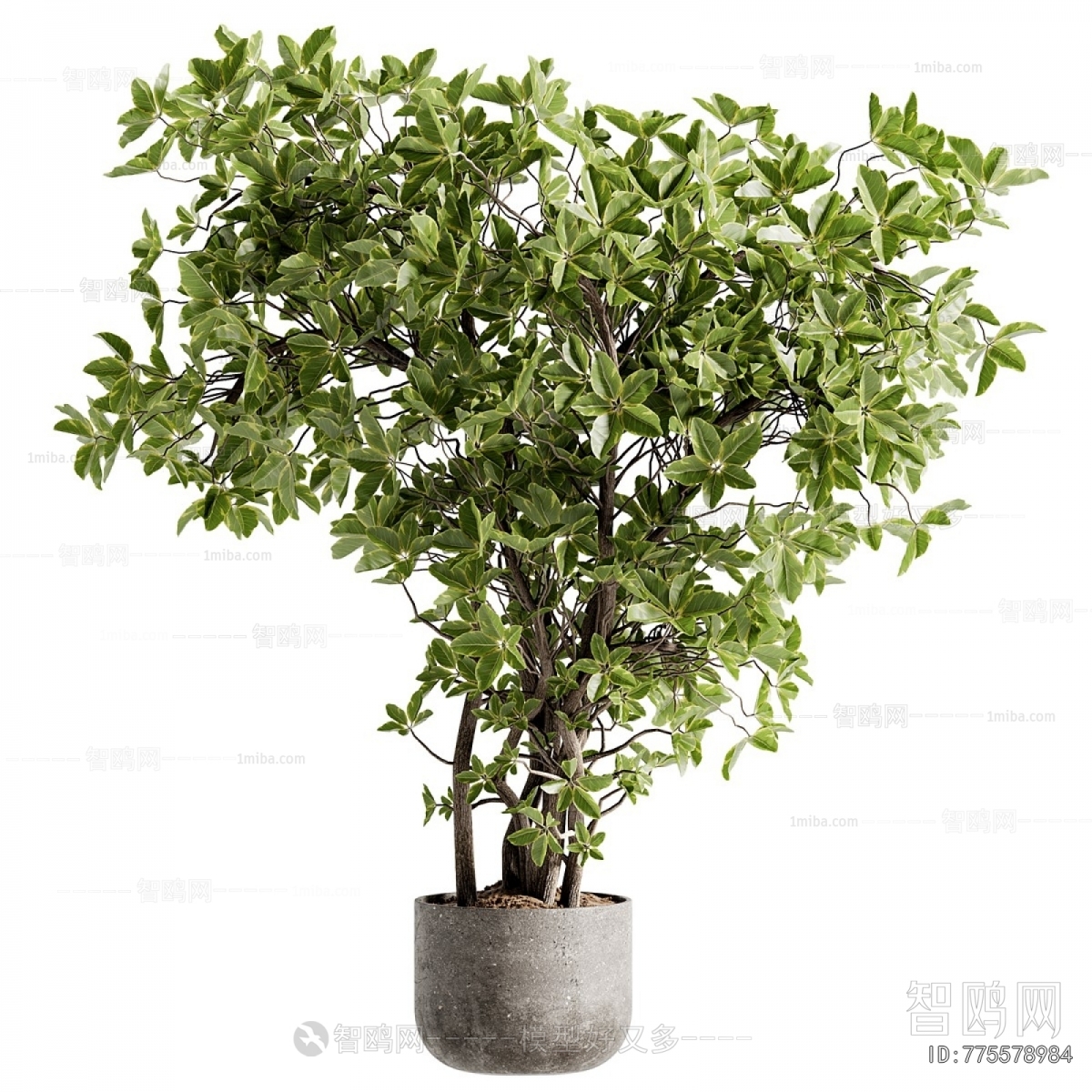 Modern Ground Green Plant Potted Plants