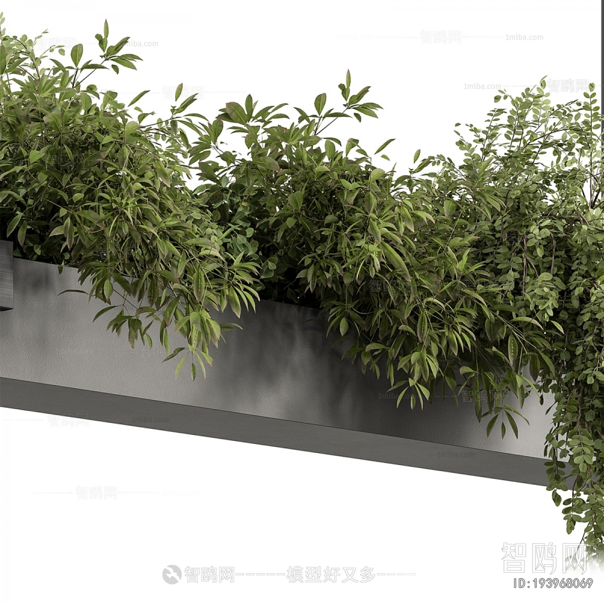 Modern Chlorophytum Comosum