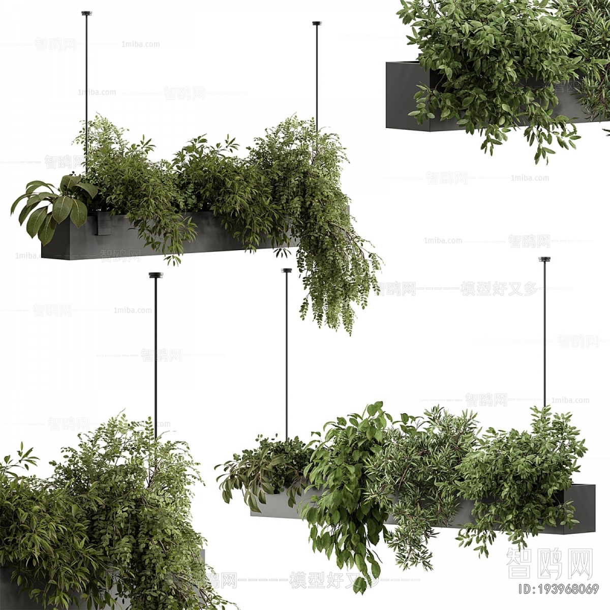 Modern Chlorophytum Comosum