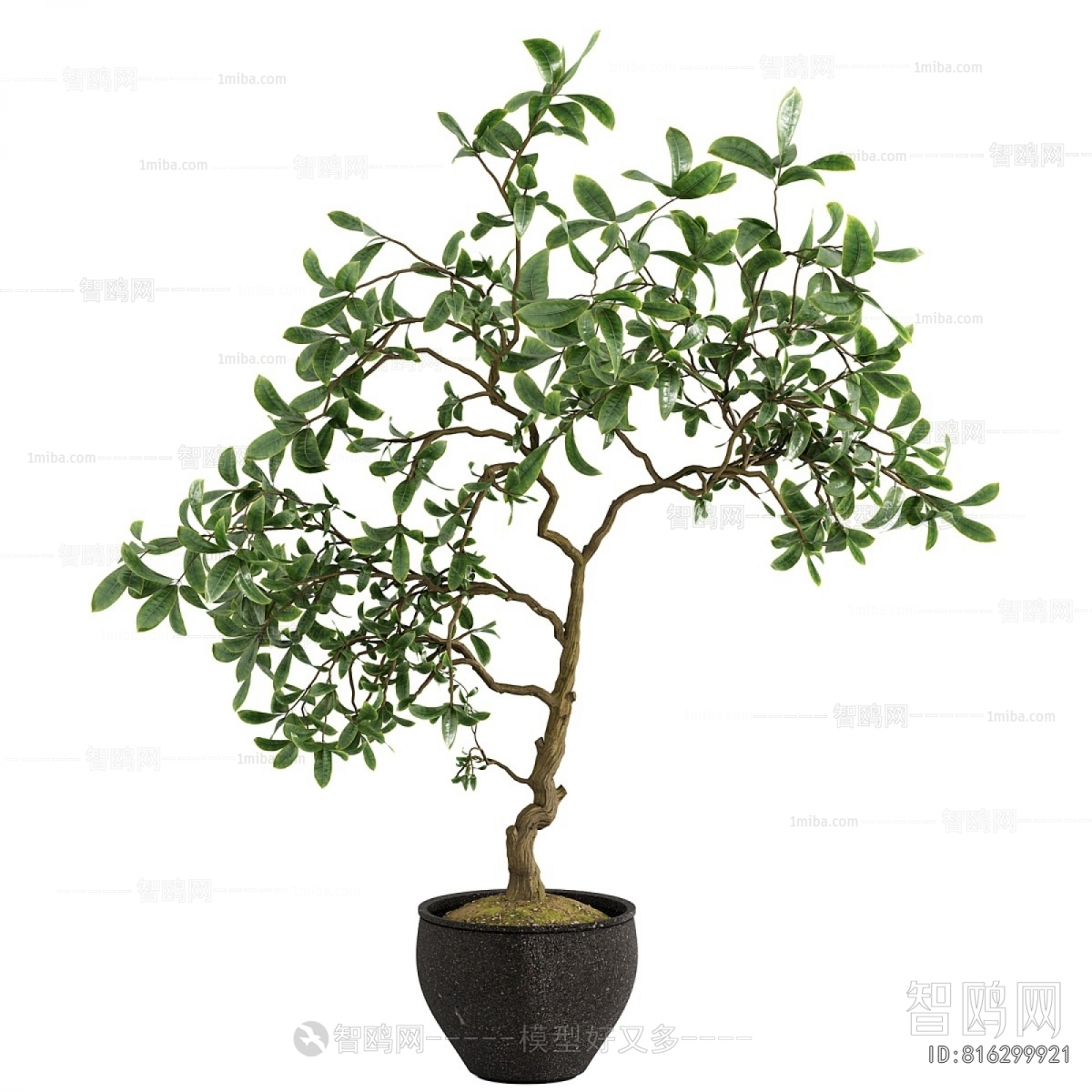 Modern Ground Green Plant Potted Plants