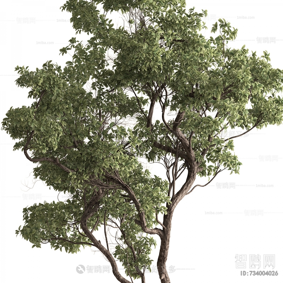 Modern Ground Green Plant Potted Plants