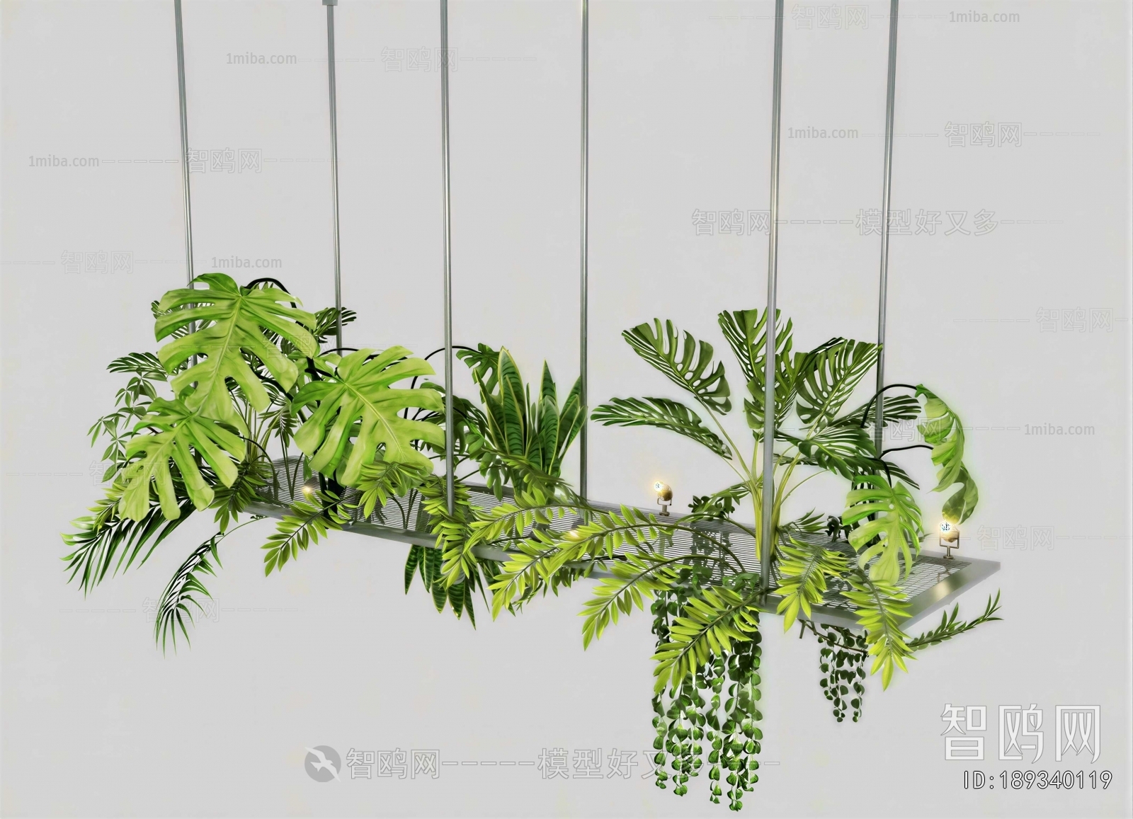 Modern Chlorophytum Comosum