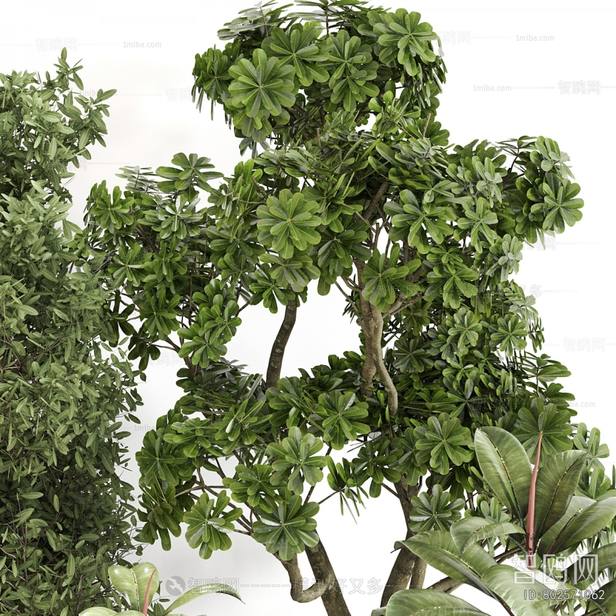 Modern Ground Green Plant Potted Plants