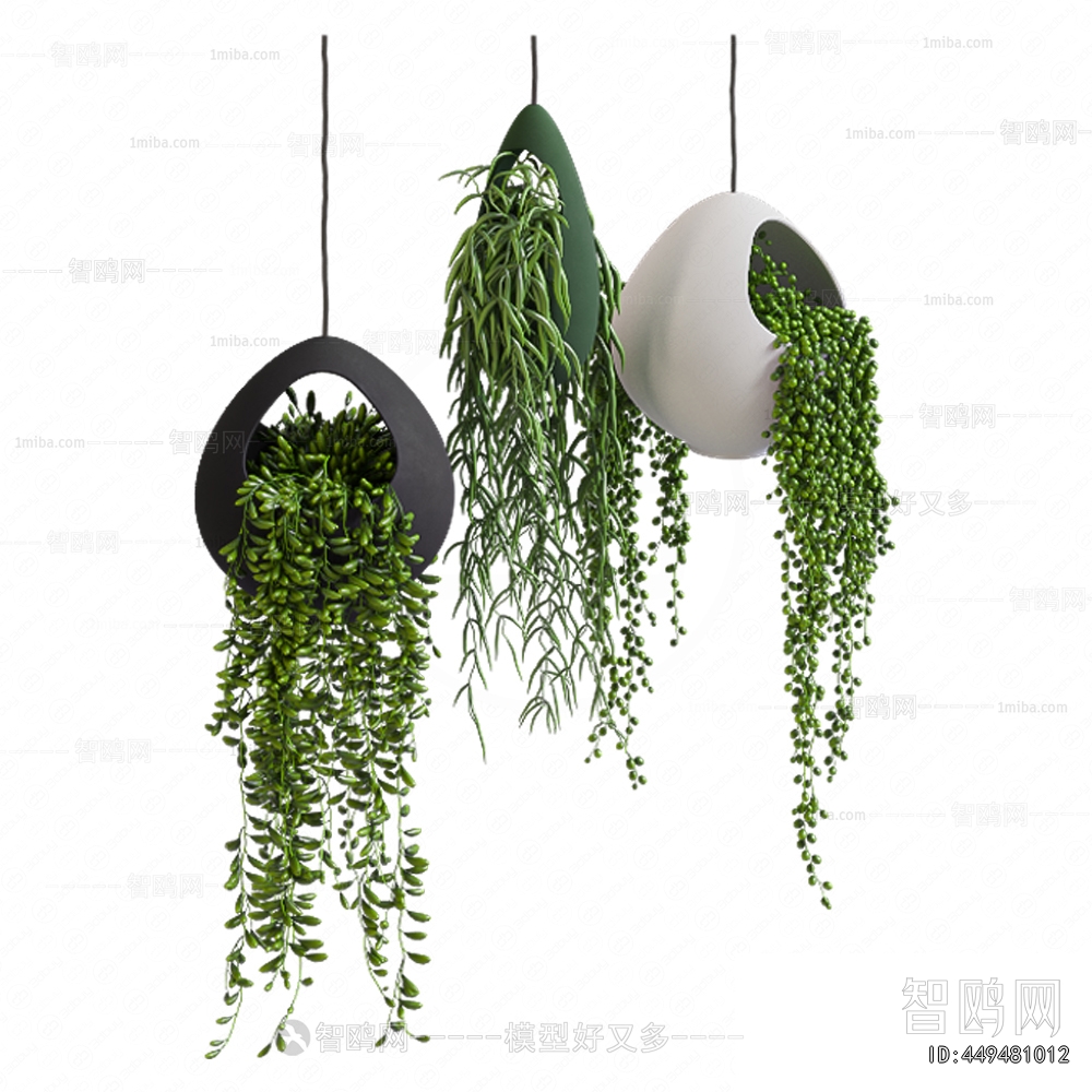 Modern Chlorophytum Comosum