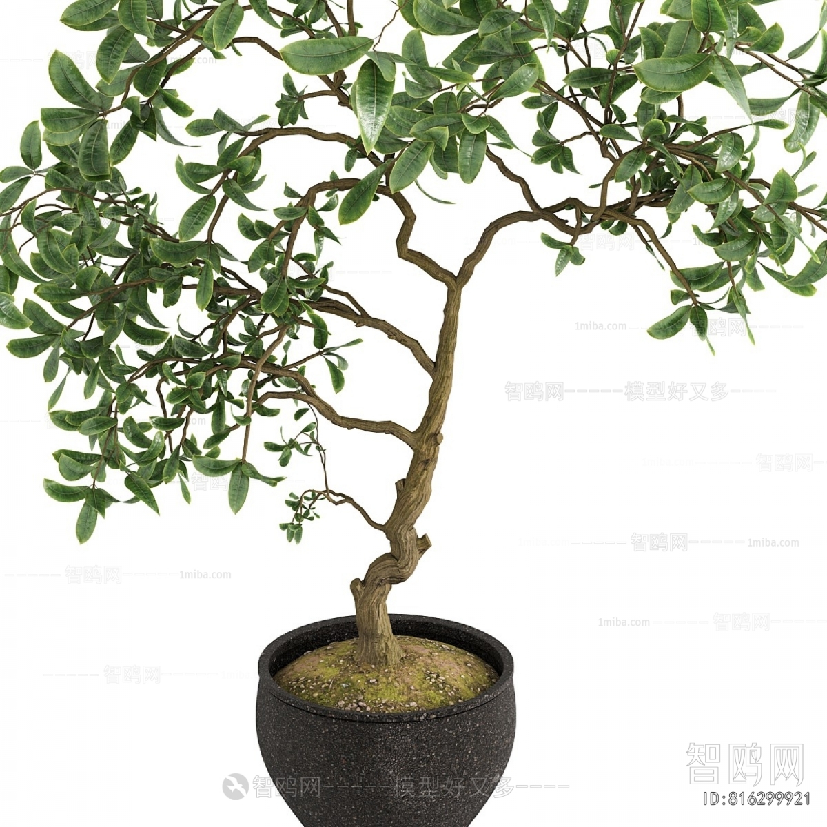 Modern Ground Green Plant Potted Plants