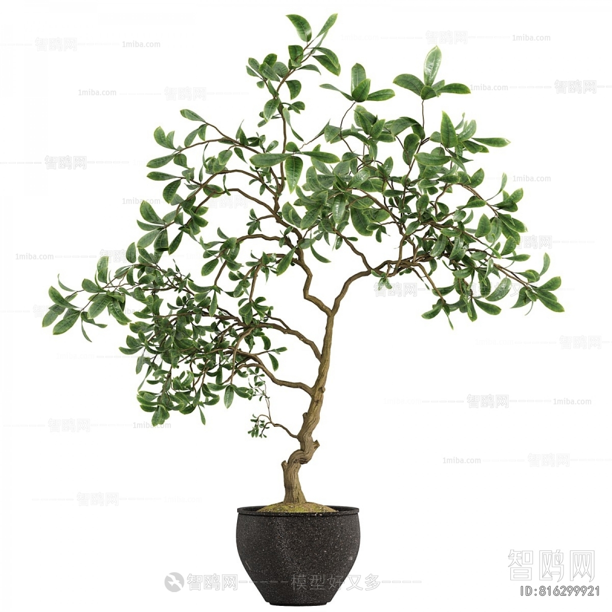 Modern Ground Green Plant Potted Plants
