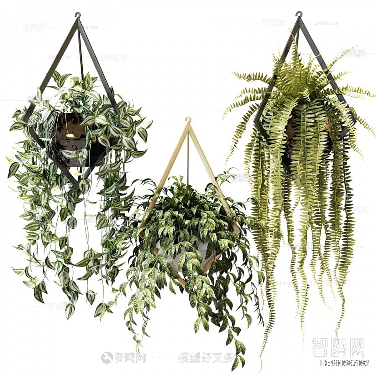 Modern Chlorophytum Comosum