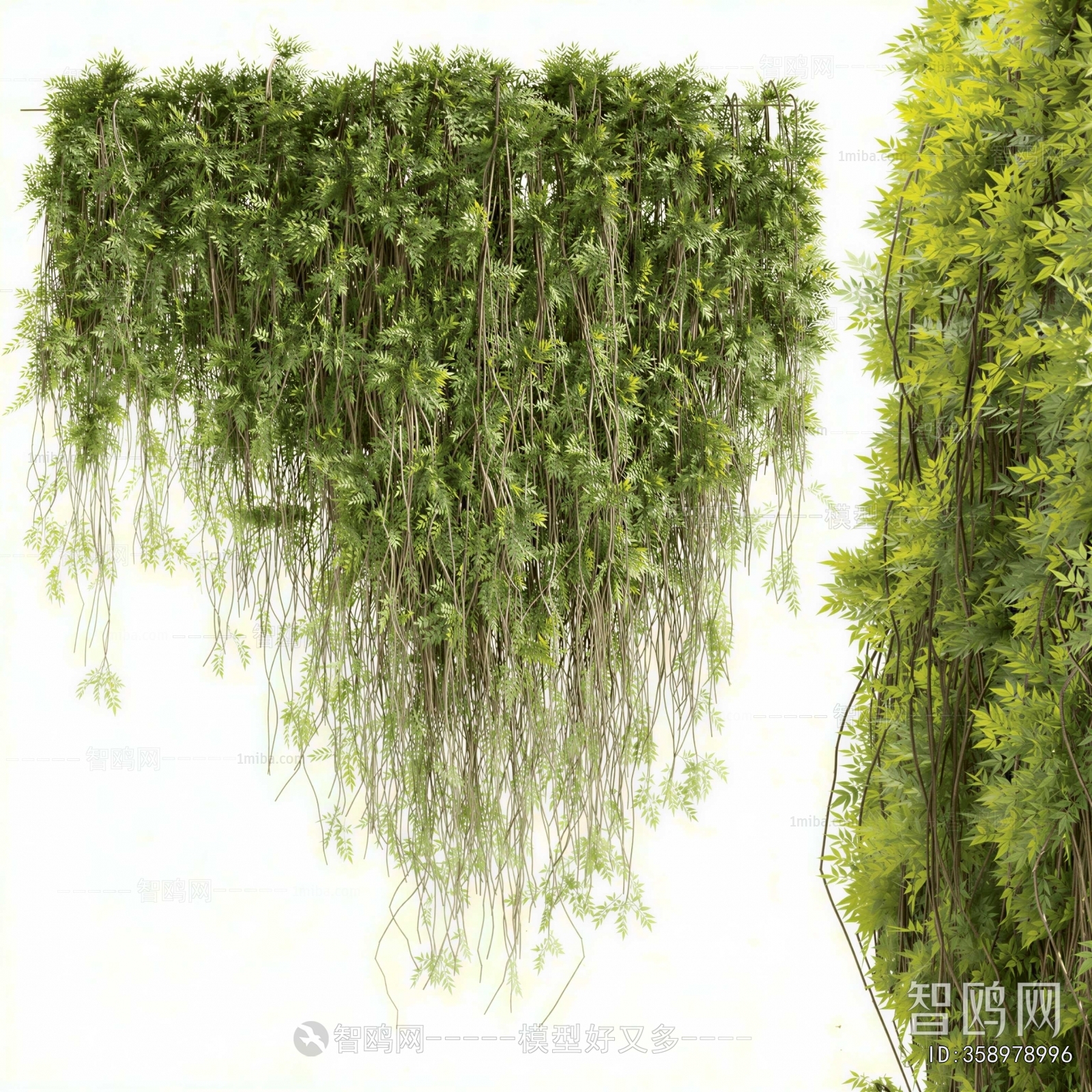 Modern Chlorophytum Comosum