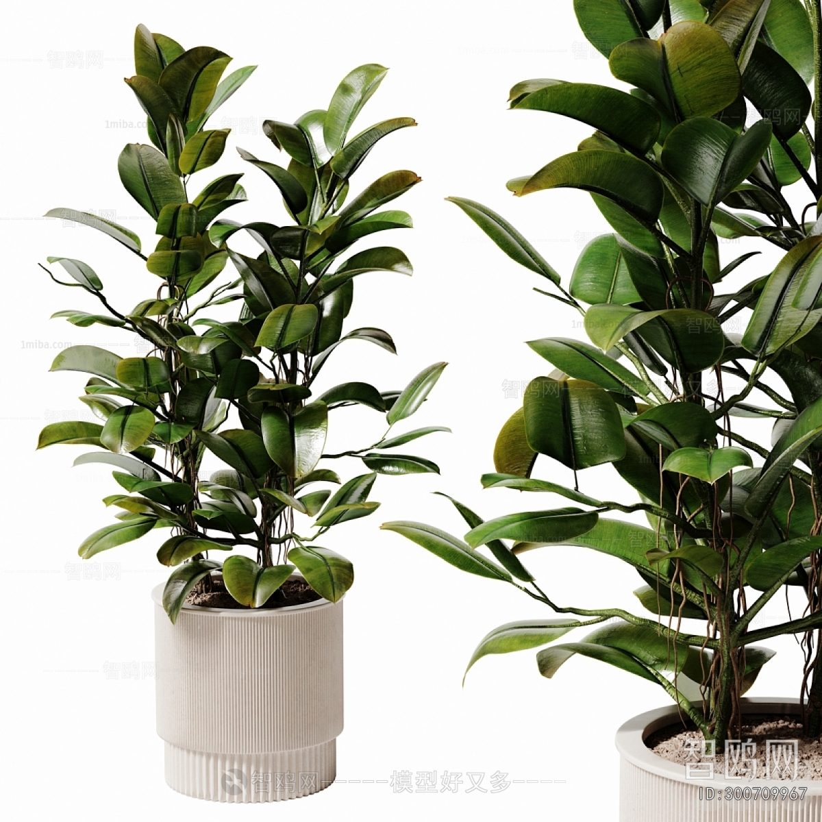Modern Ground Green Plant Potted Plants