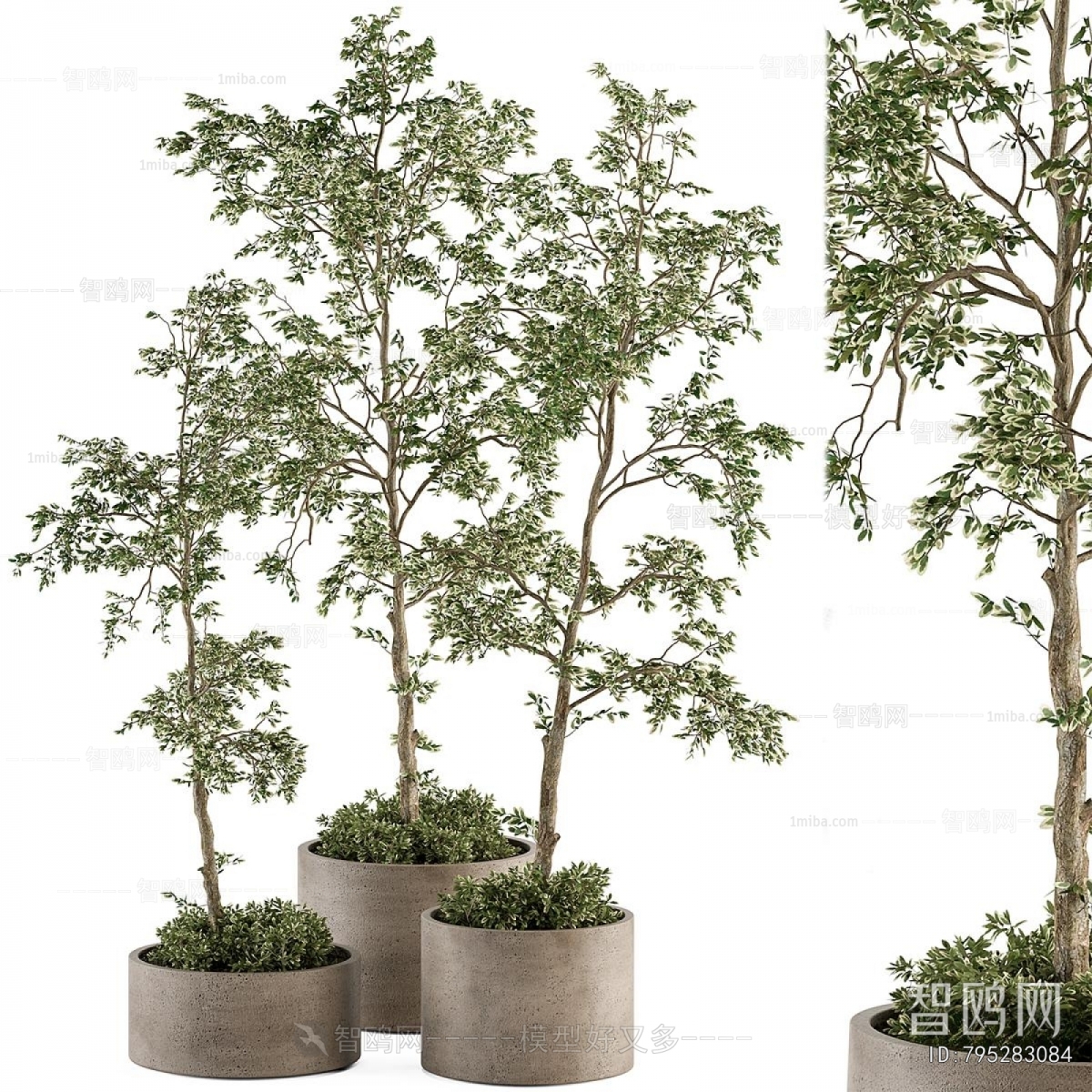 Modern Ground Green Plant Potted Plants