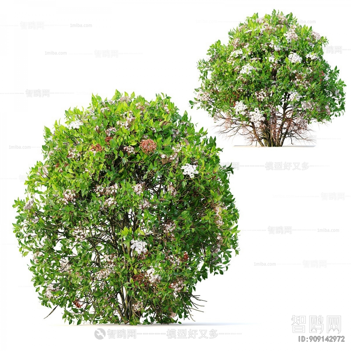 Modern Shrubbery