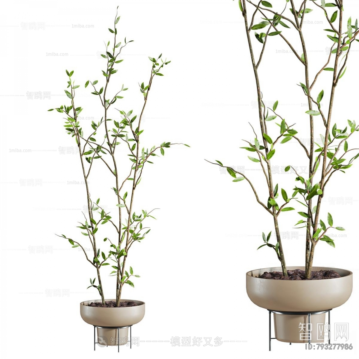 Modern Ground Green Plant Potted Plants