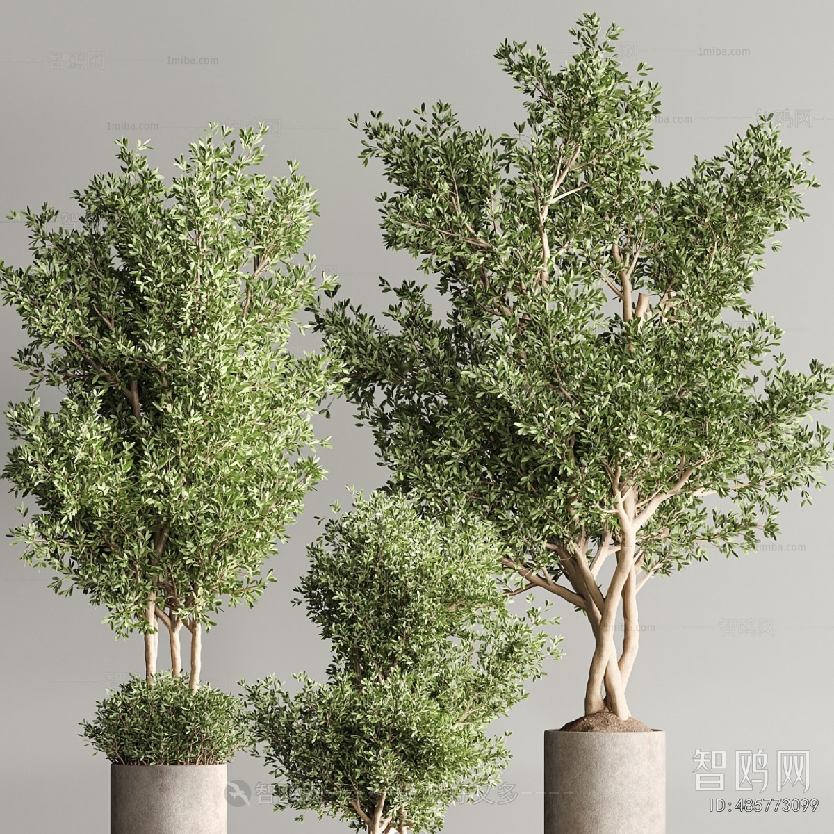 Modern Ground Green Plant Potted Plants