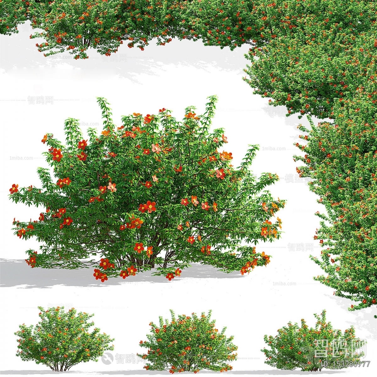 Modern Flowers And Grass