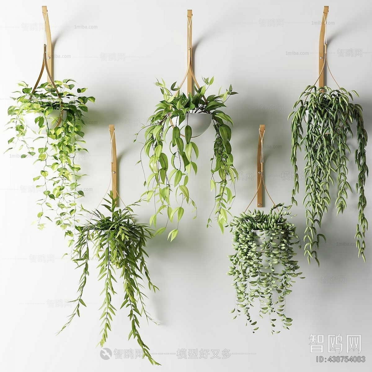 Modern Chlorophytum Comosum