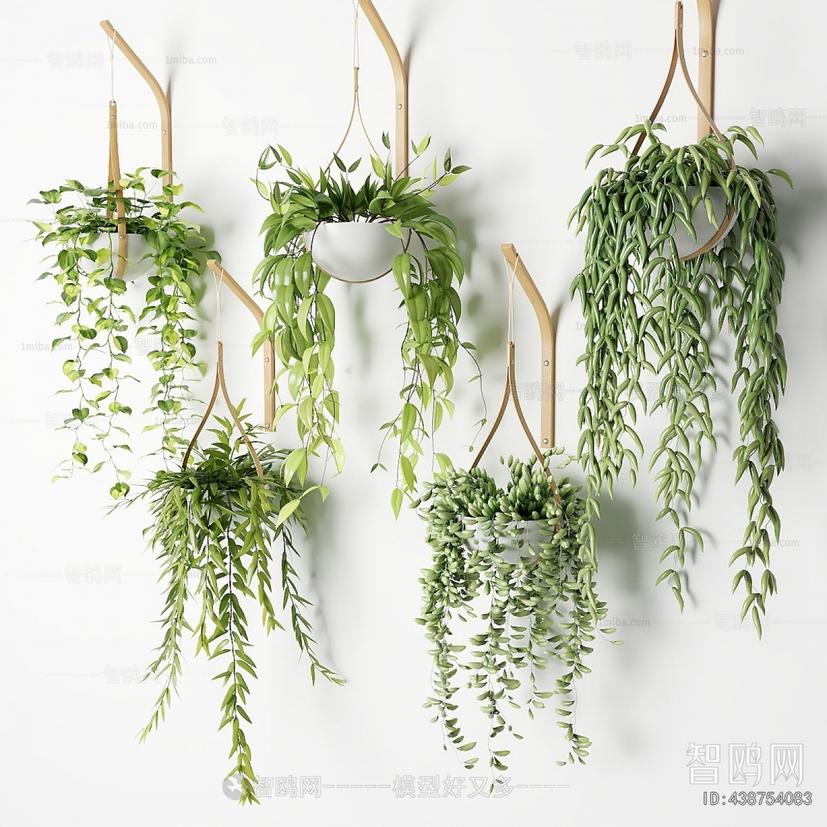 Modern Chlorophytum Comosum