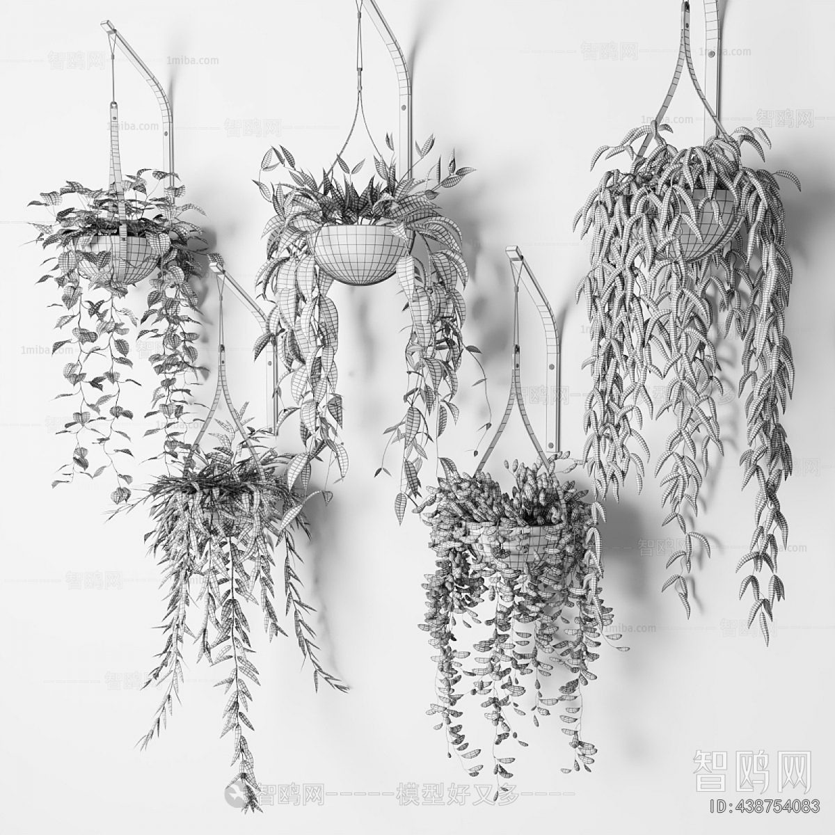 Modern Chlorophytum Comosum