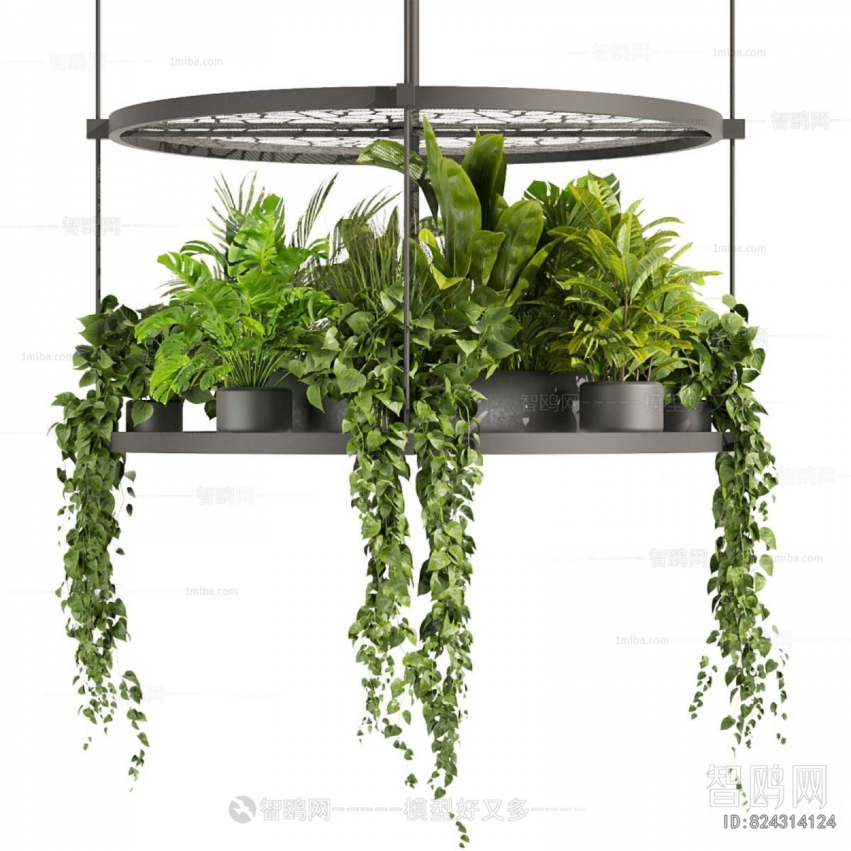 Modern Chlorophytum Comosum