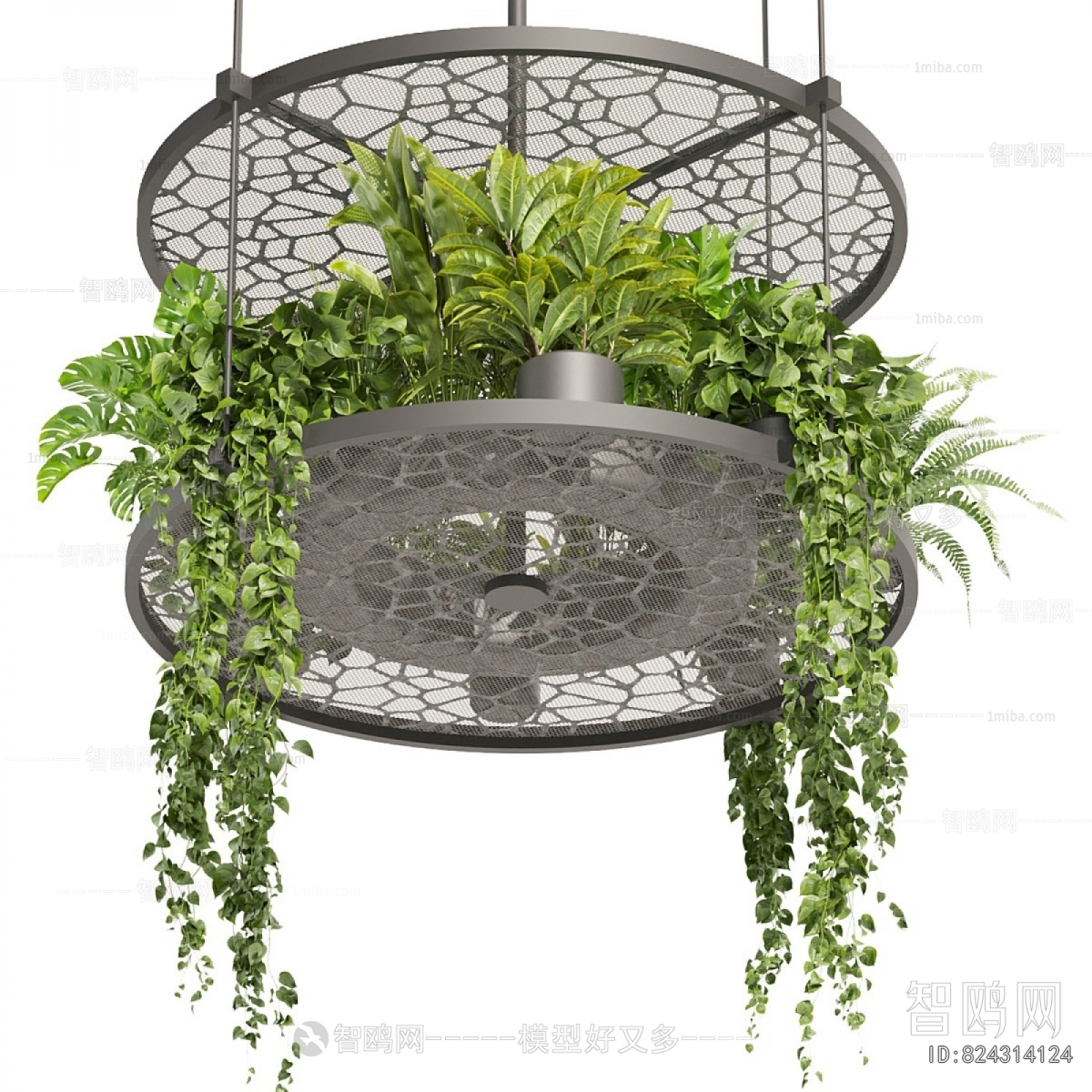 Modern Chlorophytum Comosum