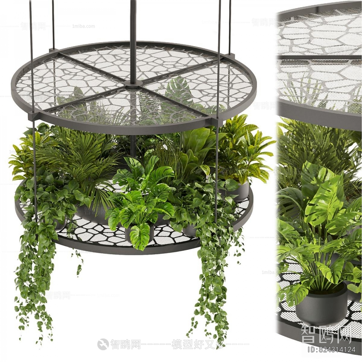 Modern Chlorophytum Comosum