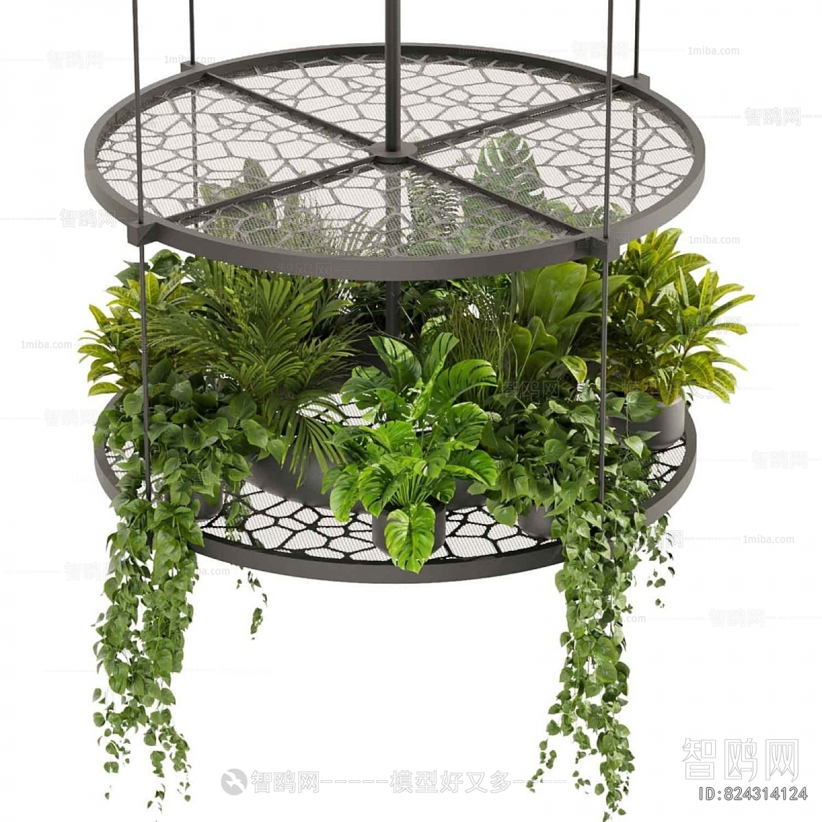 Modern Chlorophytum Comosum