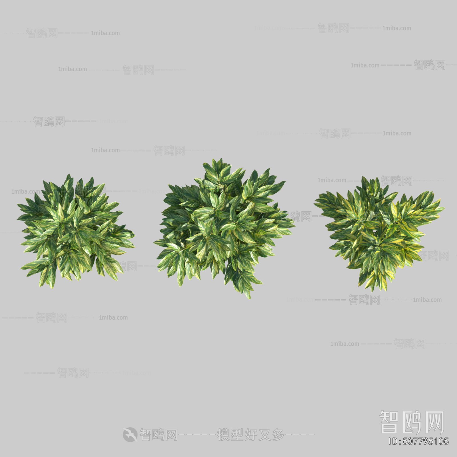 Plant Leaves