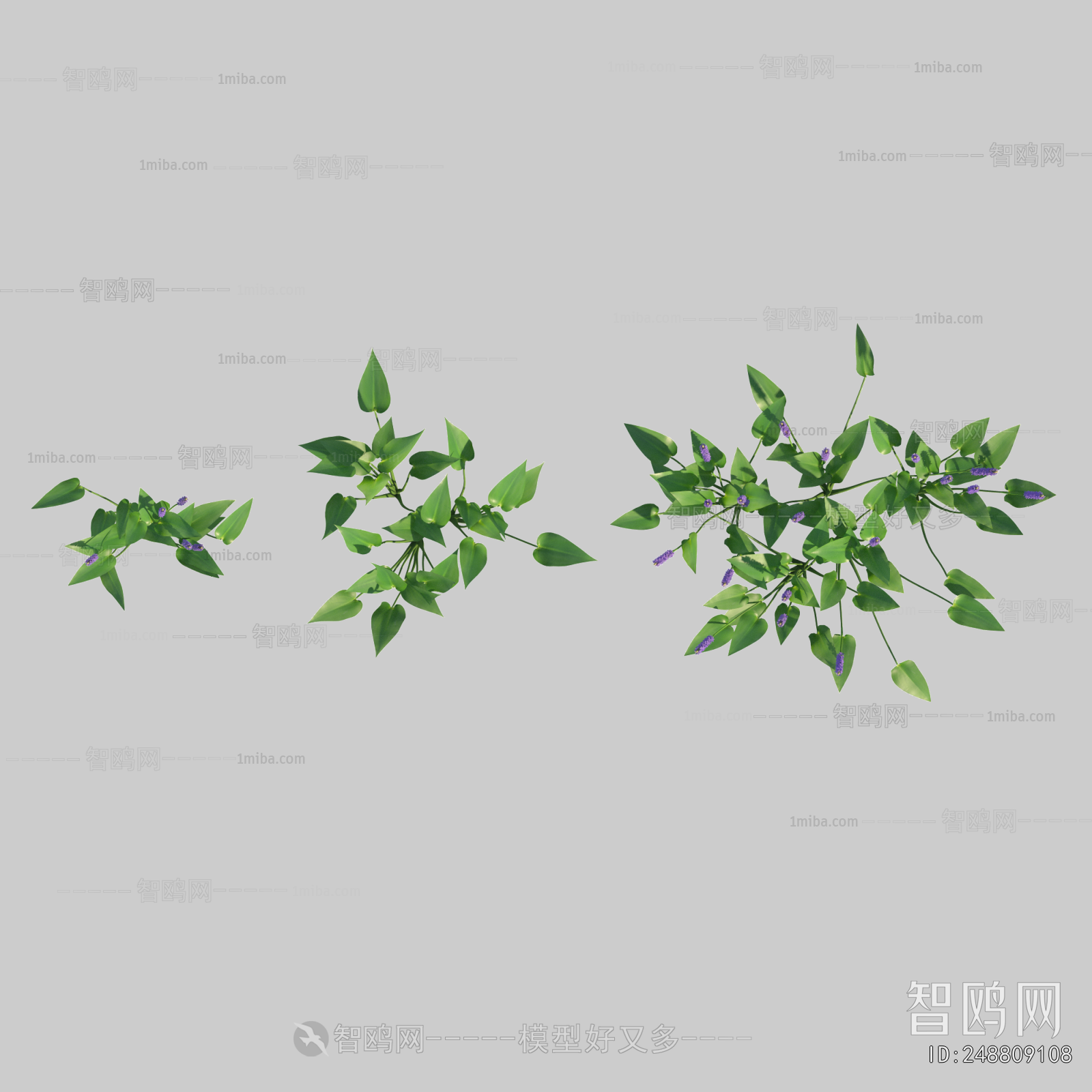 Plant Leaves