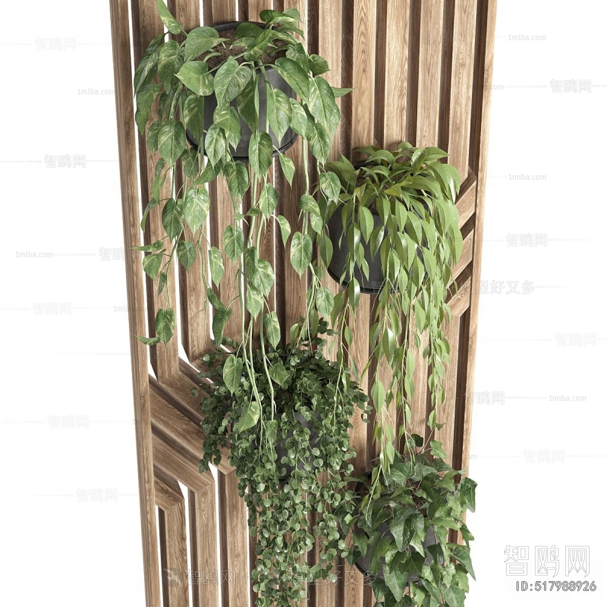 Modern Chlorophytum Comosum