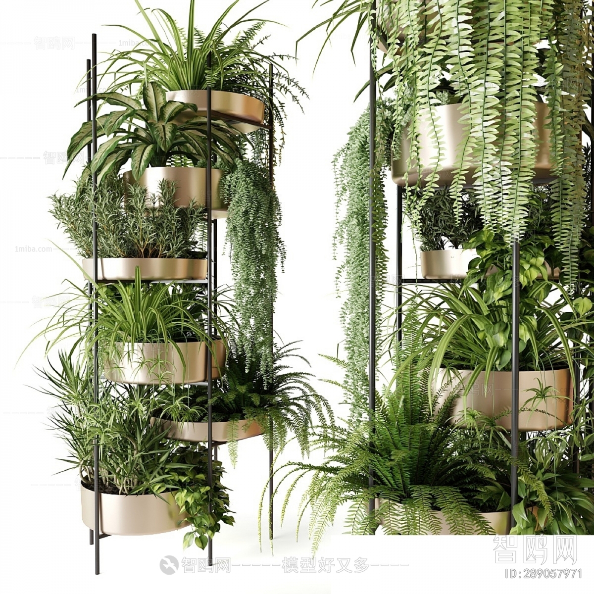 Modern Chlorophytum Comosum