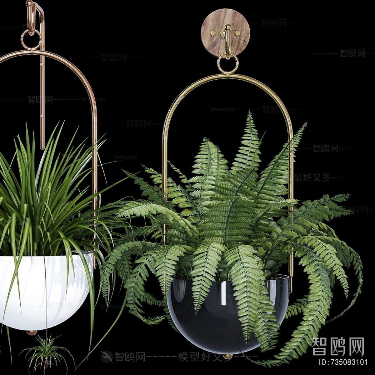 Modern Chlorophytum Comosum