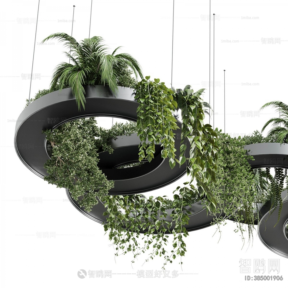 Modern Chlorophytum Comosum