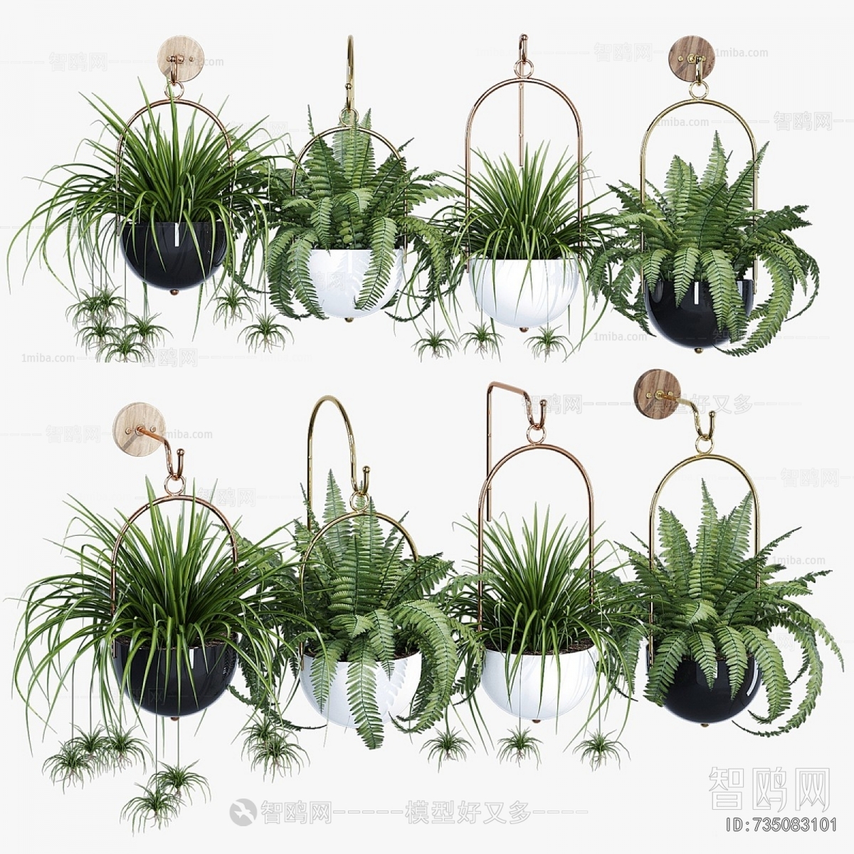 Modern Chlorophytum Comosum