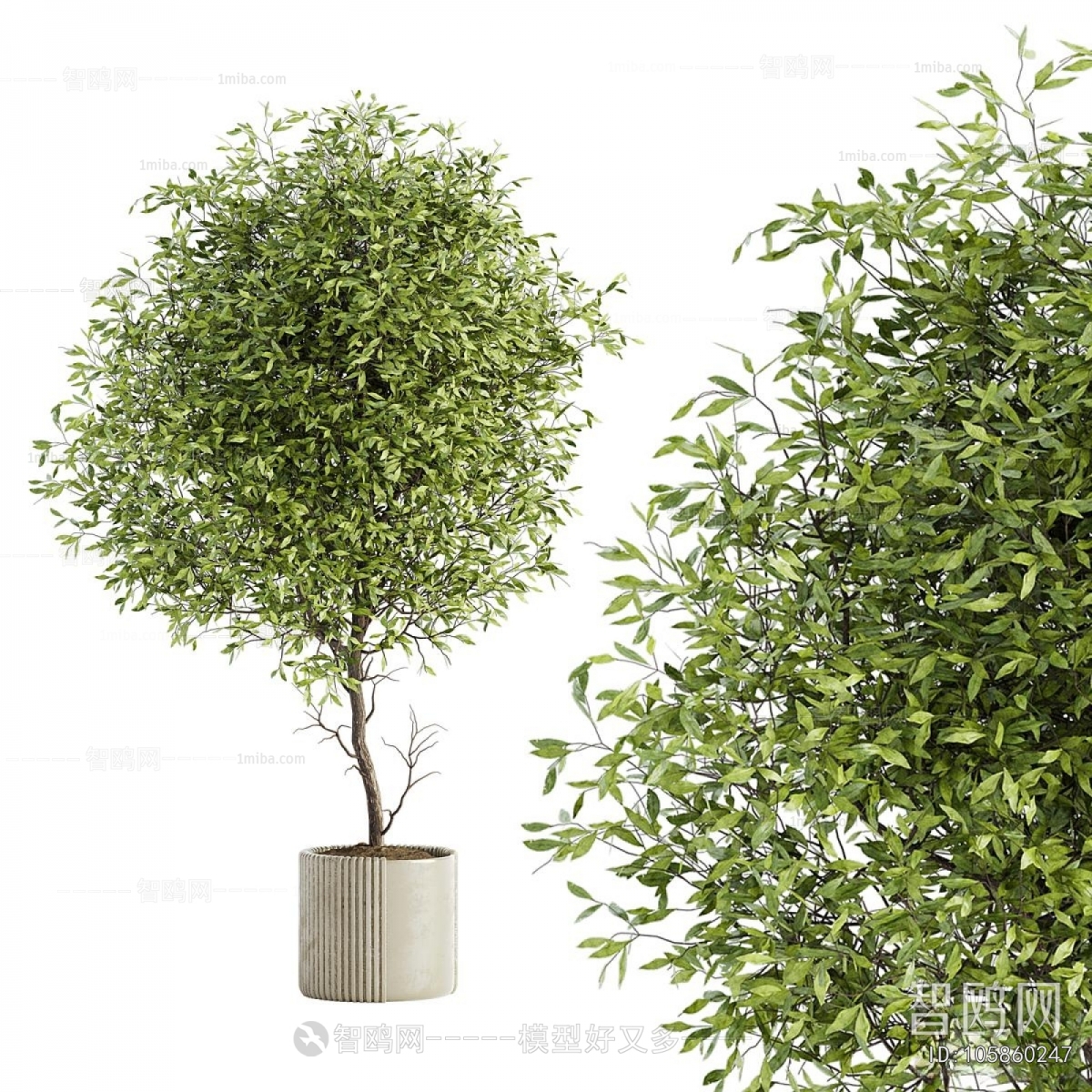 Modern Ground Green Plant Potted Plants