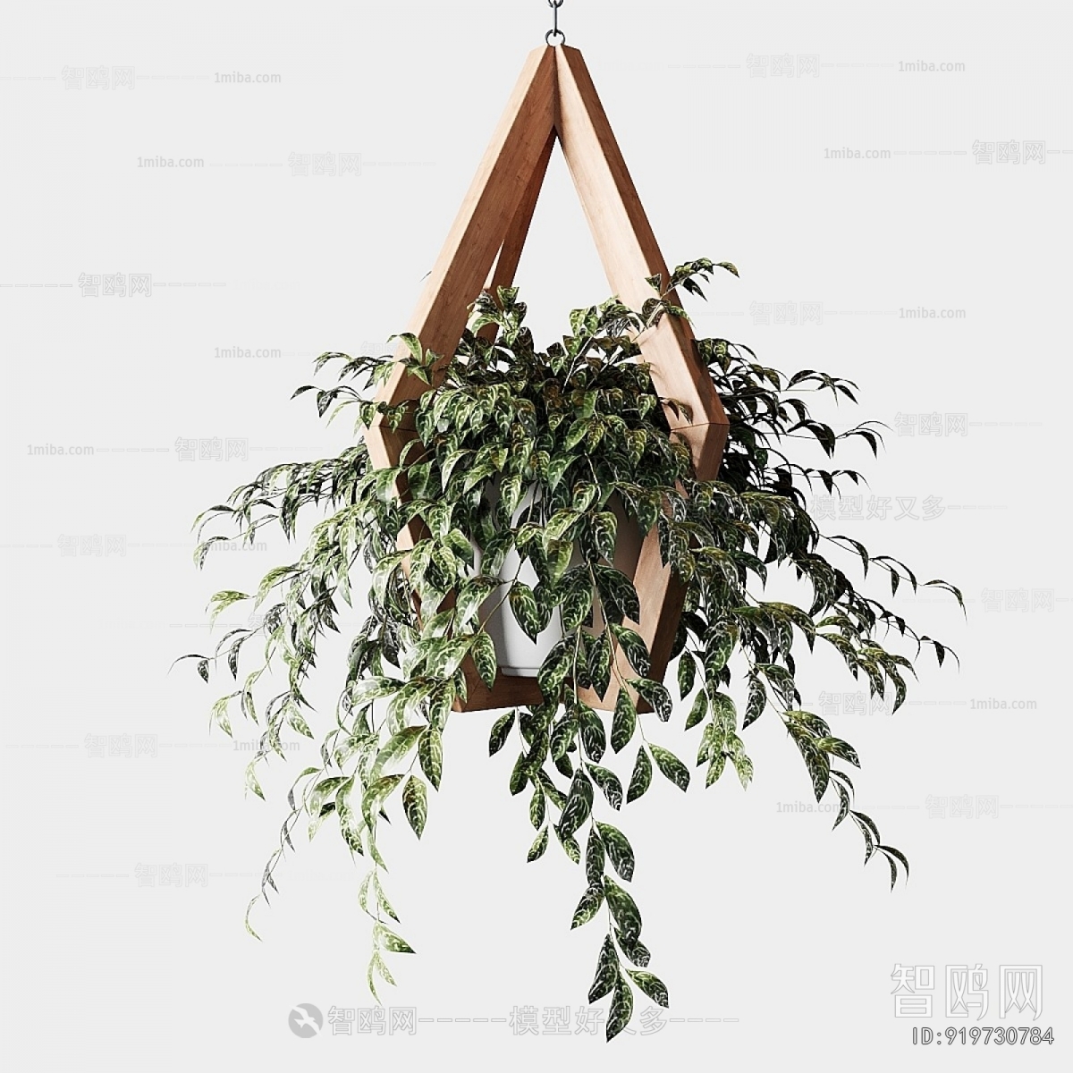 Modern Chlorophytum Comosum