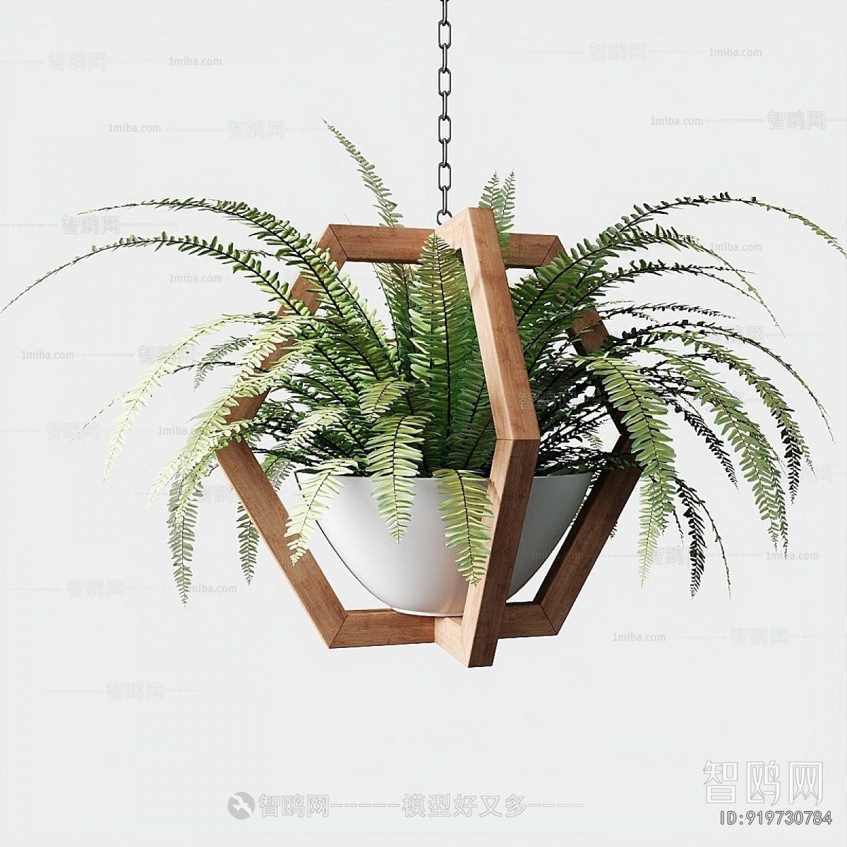 Modern Chlorophytum Comosum