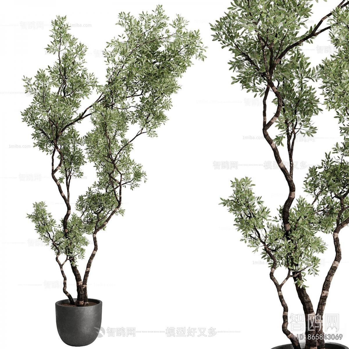 Modern Ground Green Plant Potted Plants