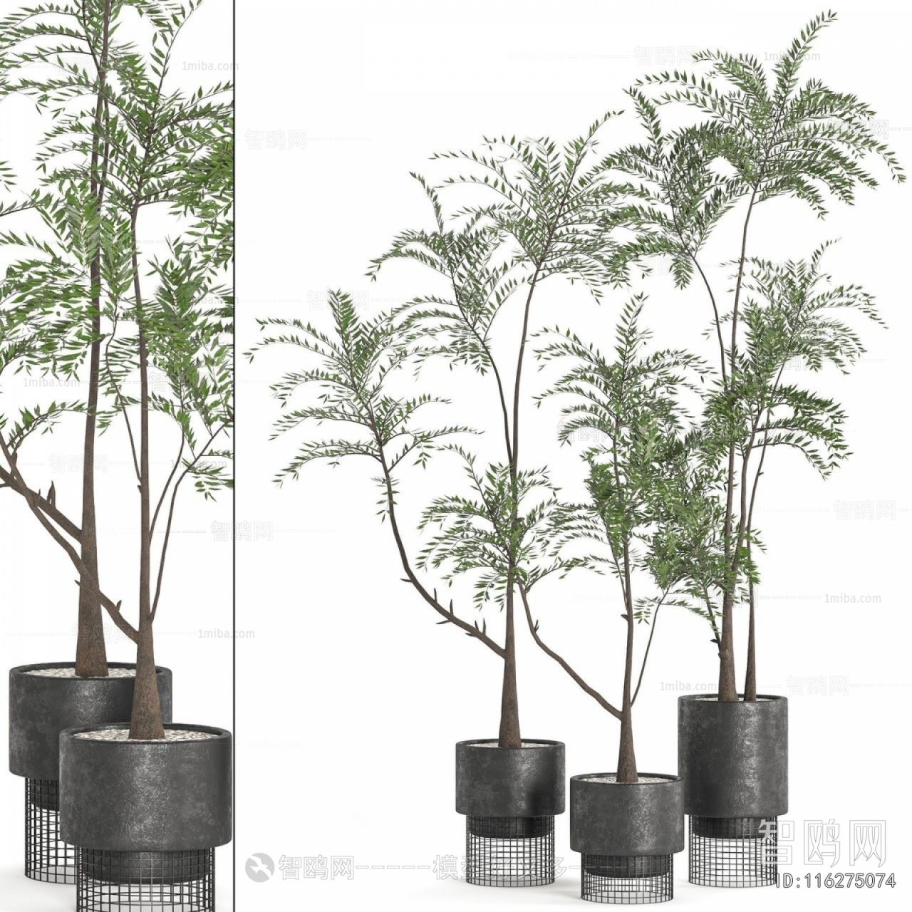 Modern Ground Green Plant Potted Plants