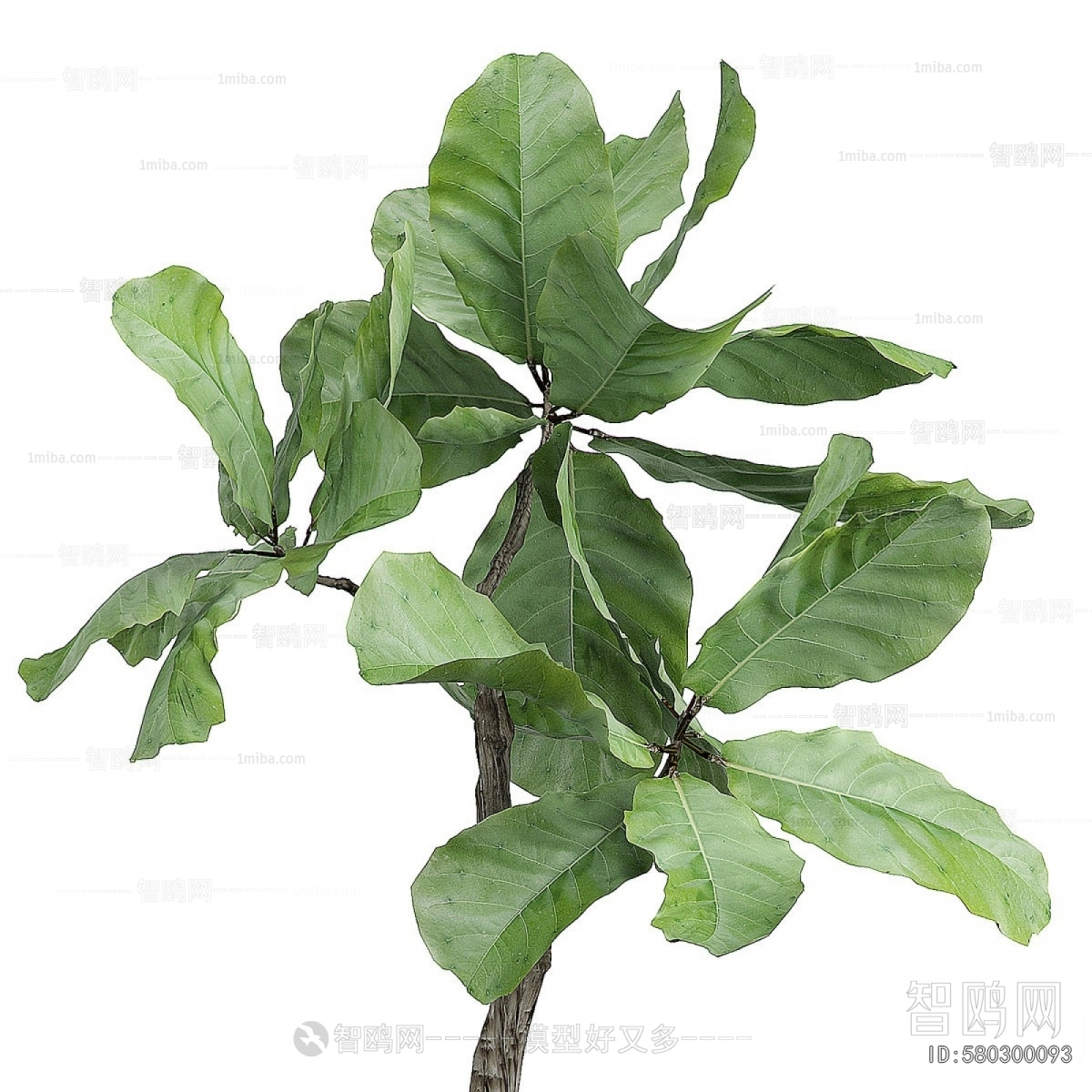 Modern Ground Green Plant Potted Plants