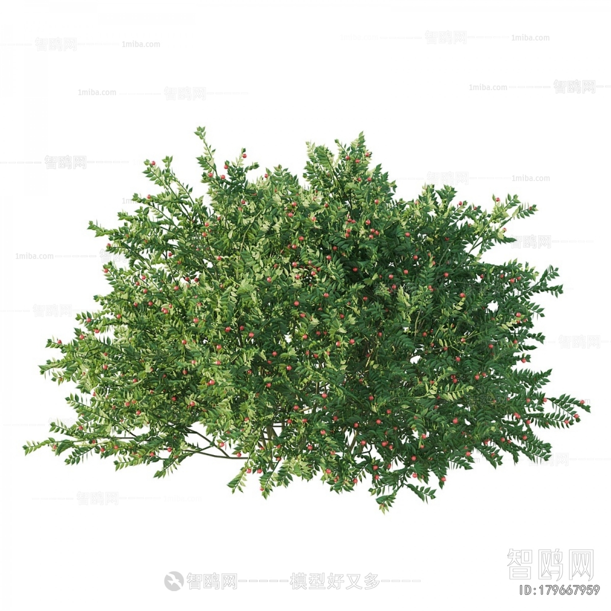 Modern Flowers And Grass