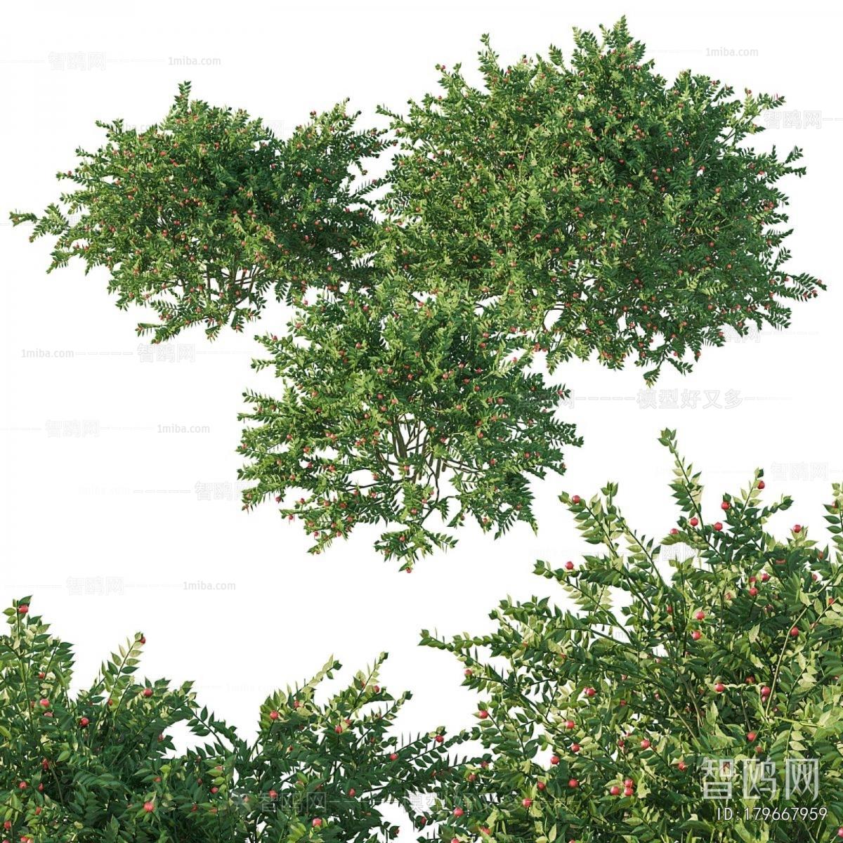 Modern Flowers And Grass